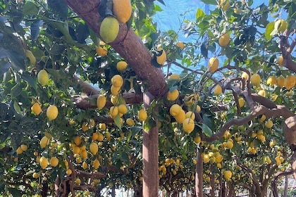 Lemon Path Tour with Tasting Session and Transfer from Positano