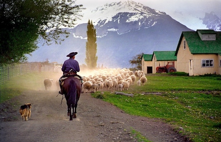 From El Calafate: Estancia Nibepo Aike Tour