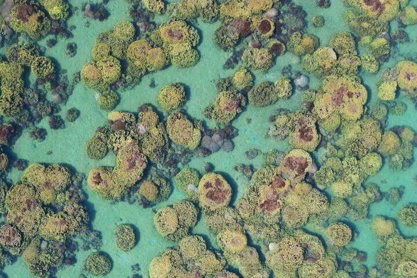 Scarness Coral Gardens 