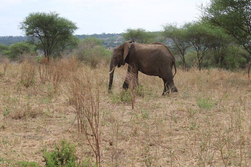 Day Trip Tarangire National Park