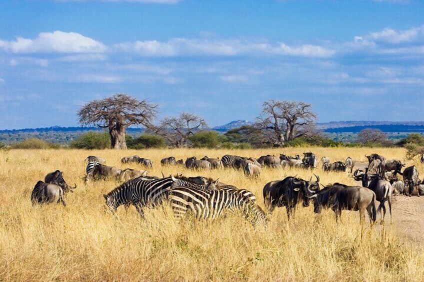 Tarangire Day Safari with Private Guide & Open Jeep Experience