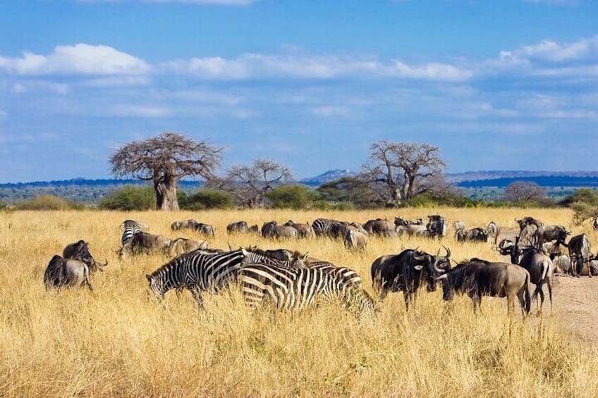 Tarangire Day Safari with Private Guide & Open Jeep Experience