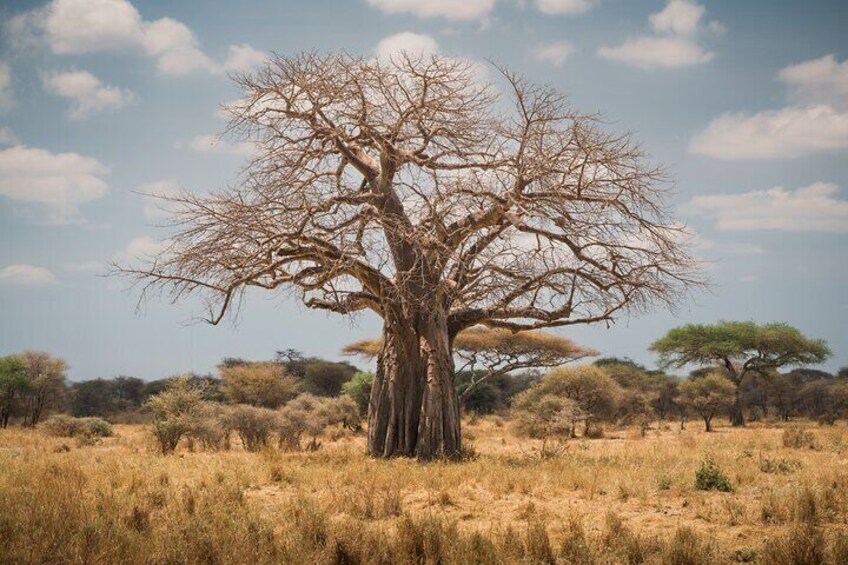 Tarangire Day Safari with Private Guide & Open Jeep Experience