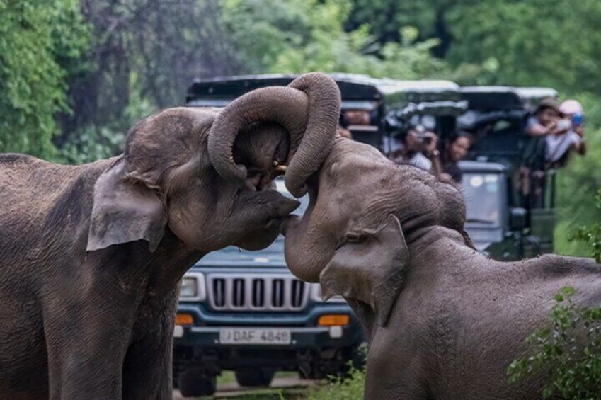 Udawalawa Safari