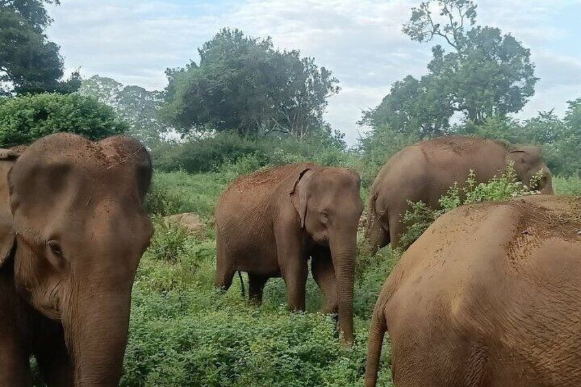 Udawalawe Jeep Safari from Bentota Aluthgama Berawula Area