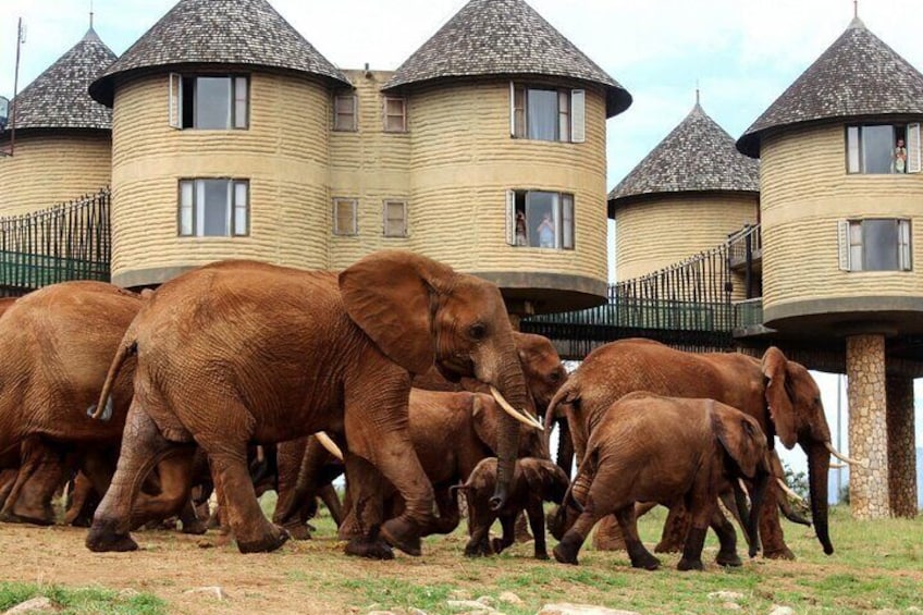 Private 2 Day Tsavo East National Park Safari From Mombasa