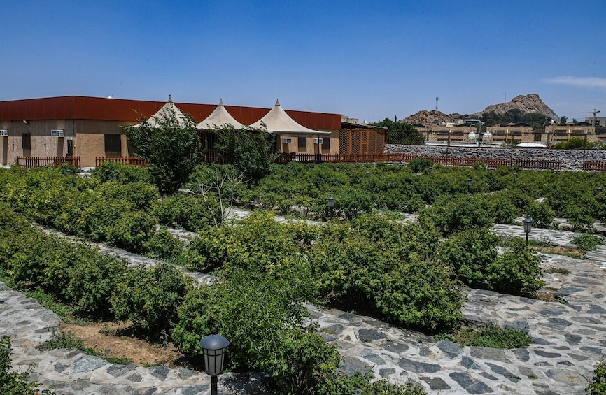 Full Day Taif Tour with Lunch