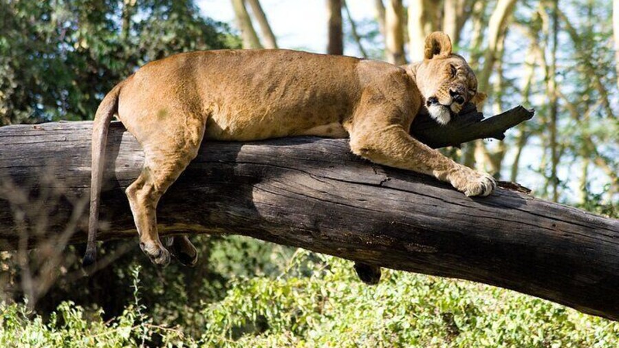 3 Day Thrilling Masai Mara Jeep Safari Spectacle