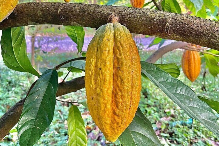 Coffee, Chocolate and Sugarcane Tour La Fortuna