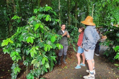 Coffee, Chocolate and Sugarcane Tour La Fortuna
