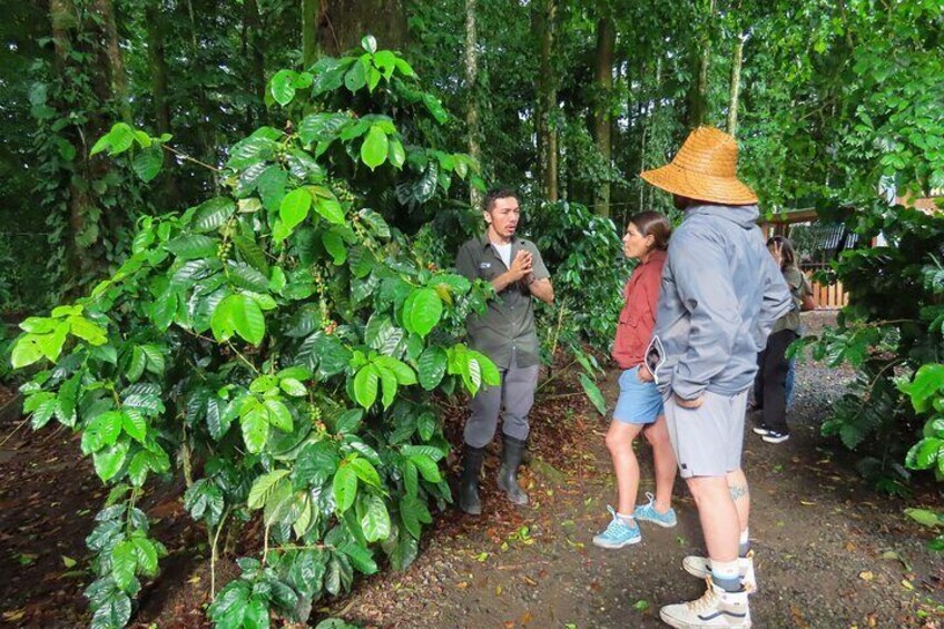 Coffee, Chocolate and Sugarcane Tour La Fortuna