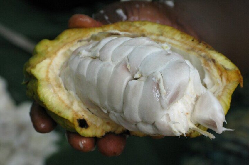 Coffee, Chocolate and Sugarcane Tour La Fortuna