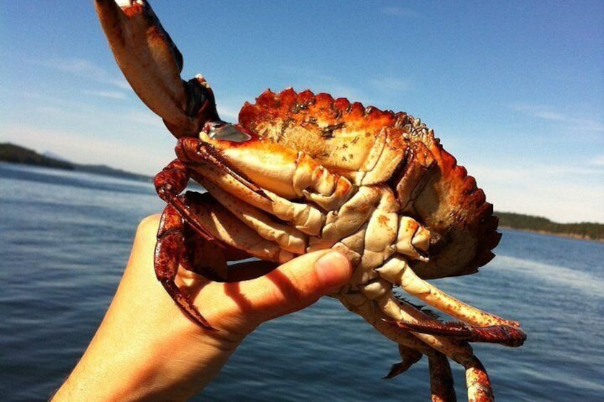 Native red rock crab
