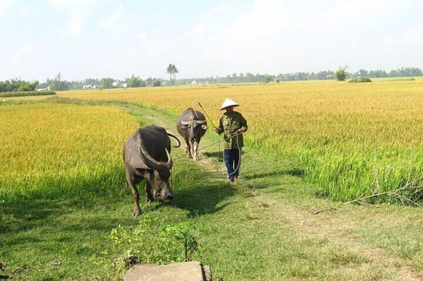 Private Experience Cycling , Buffalo and Basket Boat Ride