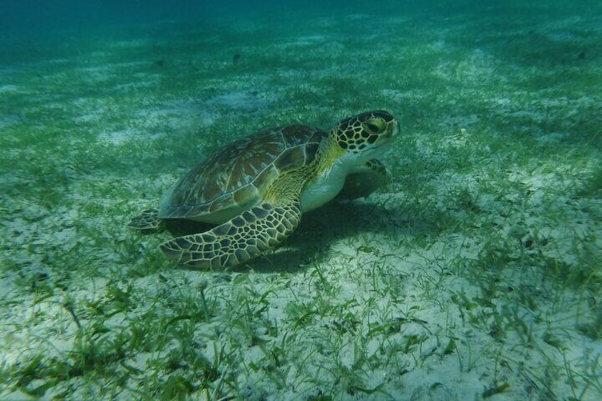 Charter Full day Fajardo to Vieques