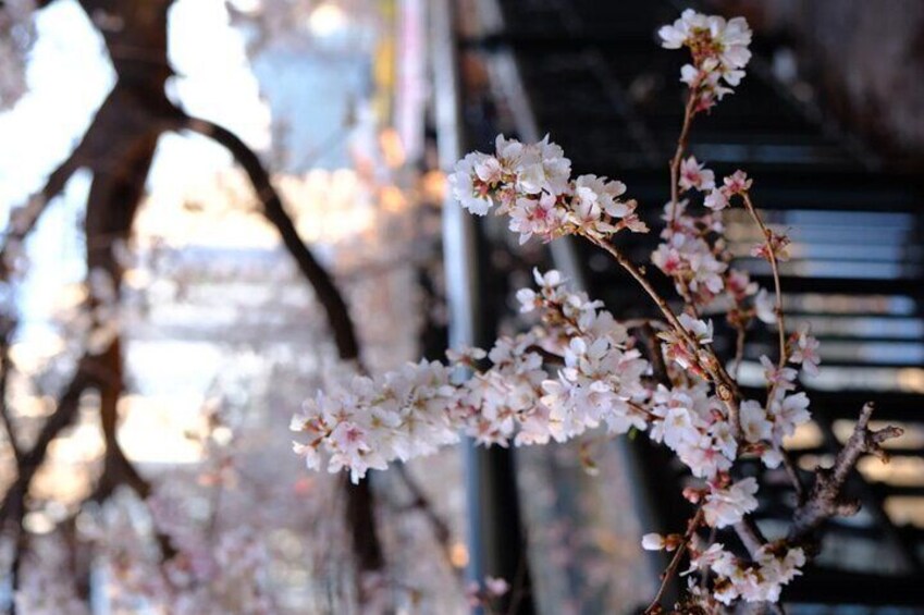 Nagoya City Cherry Blossom Private Sightseeing Tour 