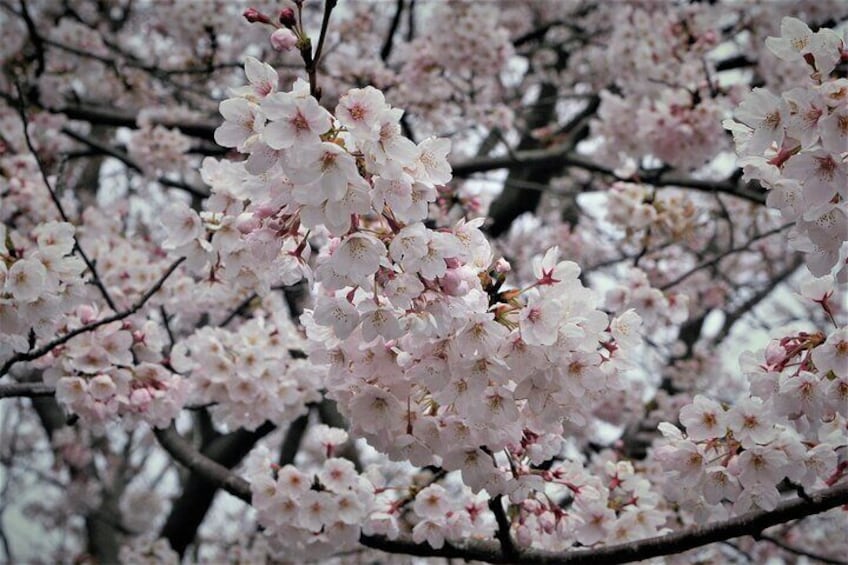 Nagoya City Cherry Blossom Private Sightseeing Tour 