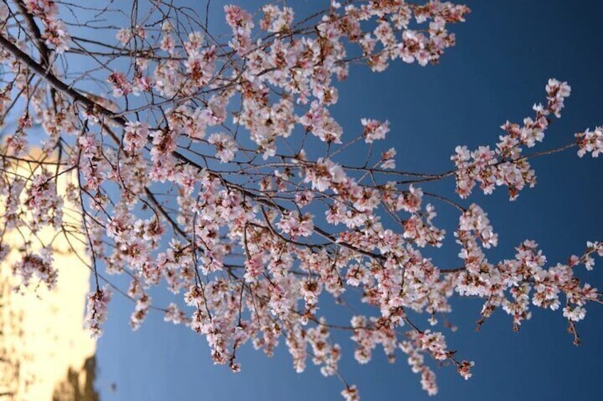 Nagoya City Cherry Blossom Private Sightseeing Tour 