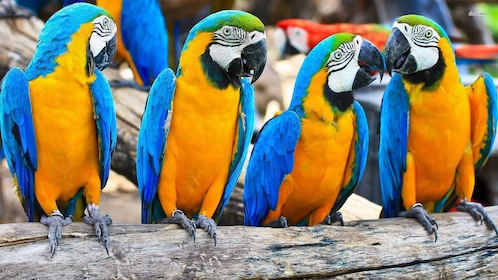 From Iquitos: 3-Day Amazon Jungle Adventure Trip