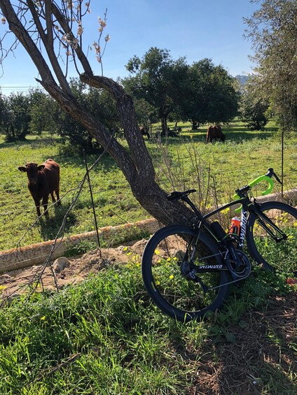 Picture 8 for Activity Siracusa, Bike tour hybrid bikes on request