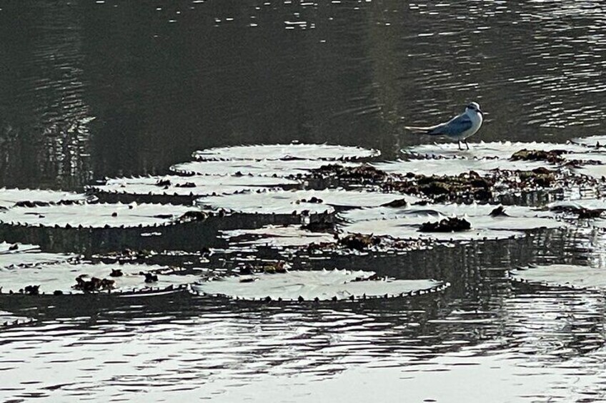 Birds Watching private Boat Tour Hiriwadunna