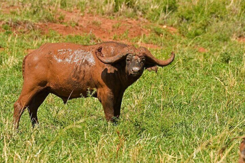 14 Days Uganda Rwanda Primate Tour