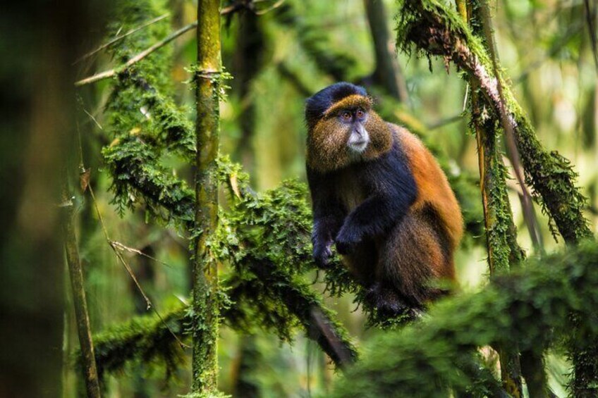 14 Days Uganda Rwanda Primate Tour