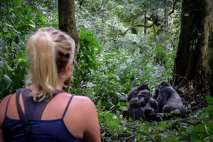 Multi Day Private Gorillas and Chimpanzee Trekking Tour in Uganda