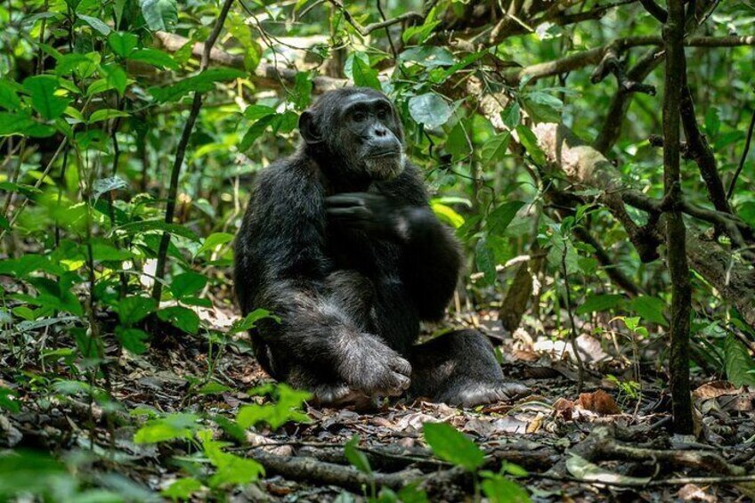 Multi Day Private Gorillas and Chimpanzee Trekking Tour in Uganda