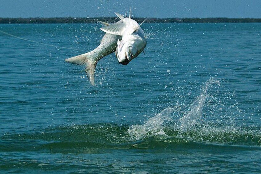 4 Hour Guided Inshore Fishing Charter in Anna Maria Island FL