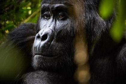 4 Day Private Bwindi and Kibale Tour from Kigali