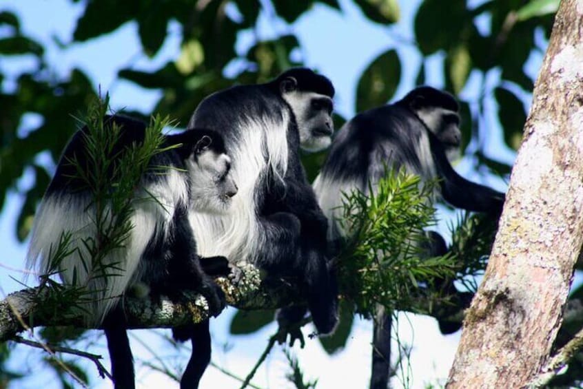 4 Day Private Bwindi and Kibale Tour from Kigali