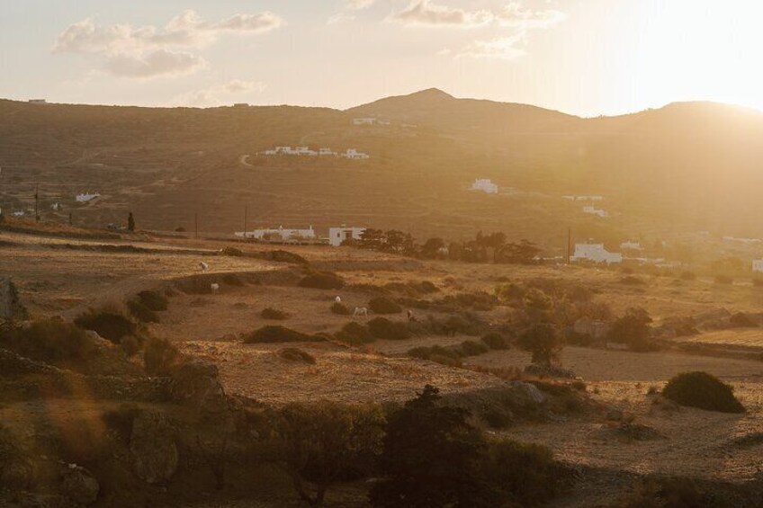 Morning Landscape Horse riding Tour in Paros