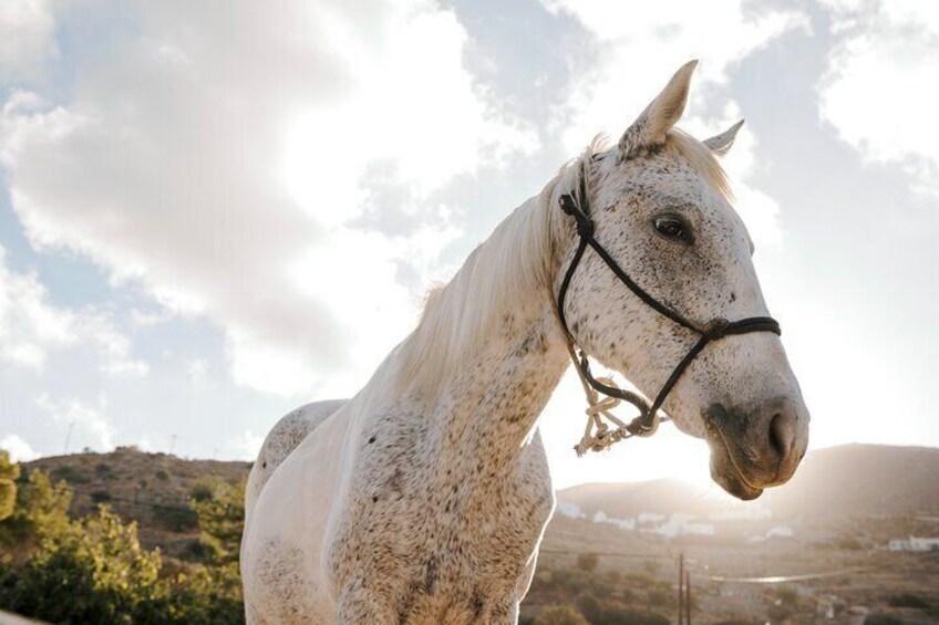 Paros Sunrise Horseback Riding to the Beach No Swimming