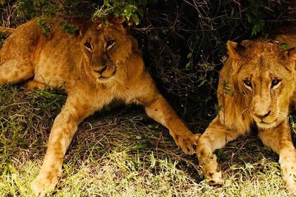 Tanzania Safari Odyssey Culture and Wildlife Unleashed 9 days