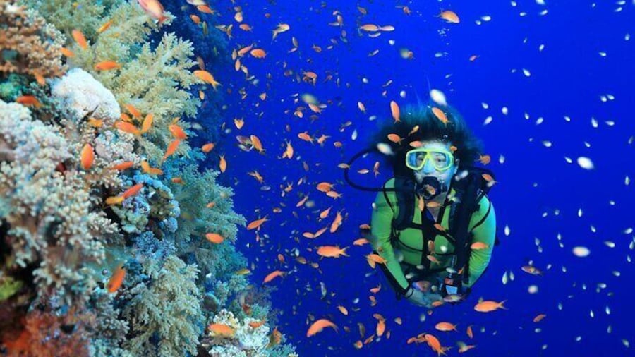 Ras Mohammed & White Island Diving Excursion - Sharm El Sheikh
