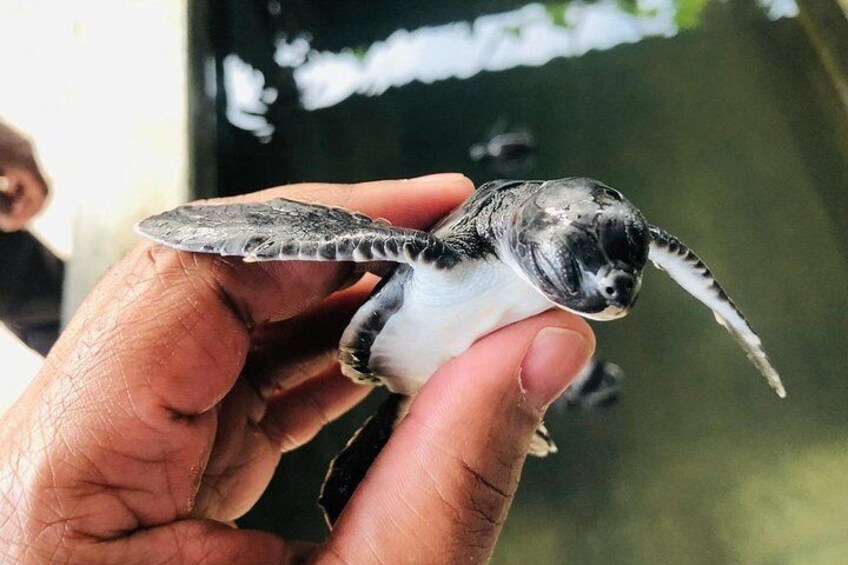 Turtle Hatchery