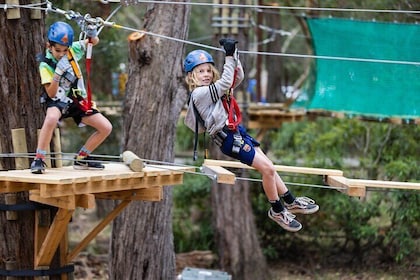 Canberra Junior Tree Ropes Course