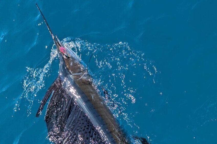 6 Hours Deep Sea Fishing in Key West