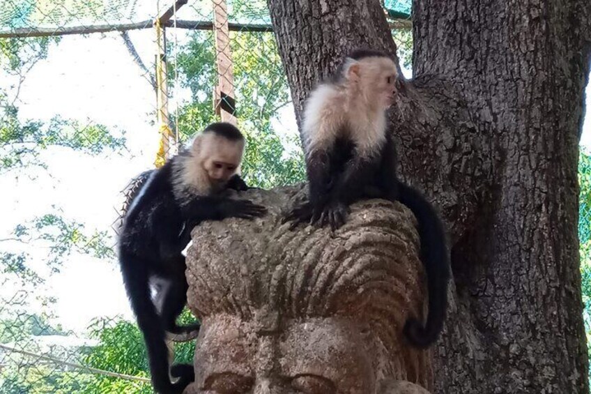 Private Mega Combo Zipline Monkey Sloth Snorkeling Chocolate Rum