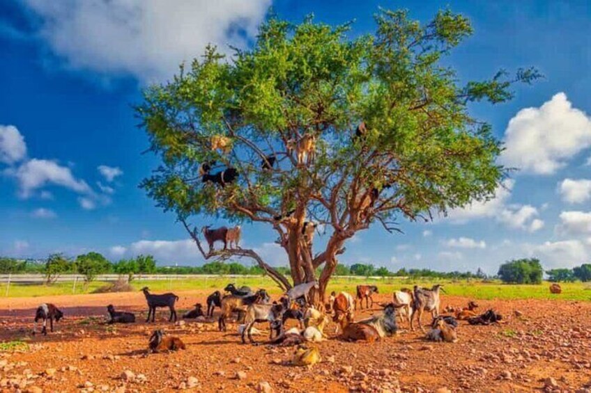 Agadir Crocoparc and Goats On Tree Day Tour