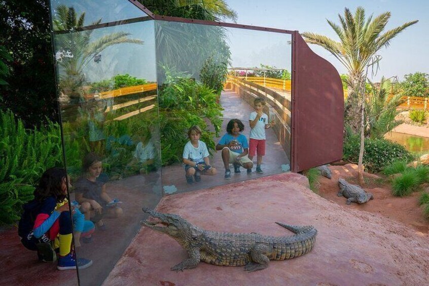 Agadir Crocoparc and Goats On Tree Day Tour