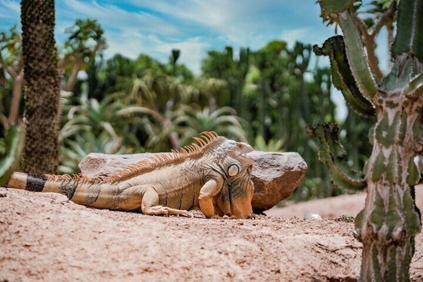 Agadir Crocoparc and Goats On Tree Day Tour