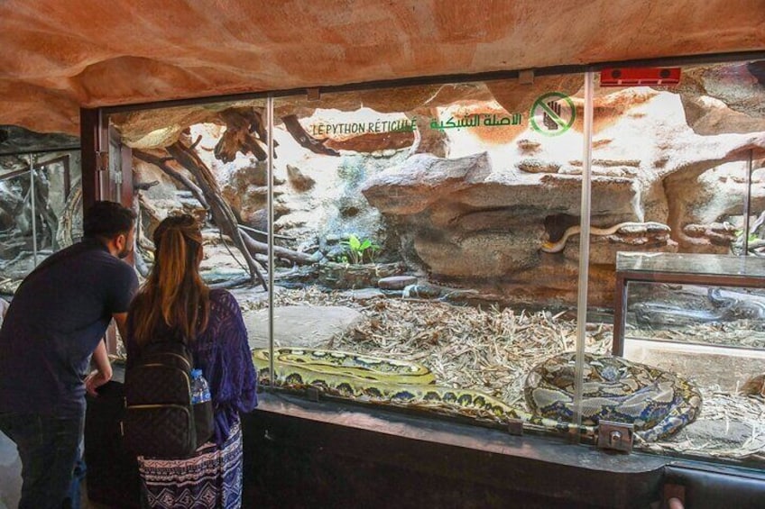 Agadir Crocoparc and Goats On Tree Day Tour