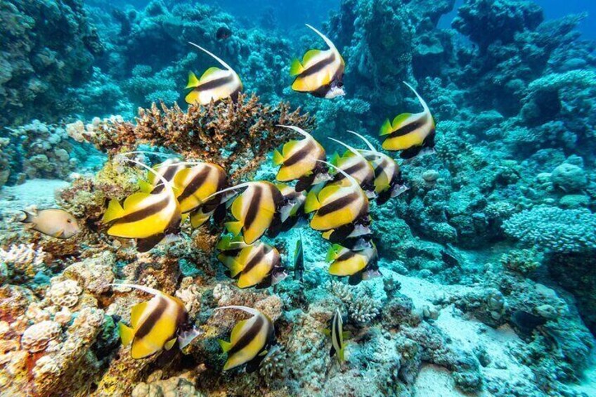 A Reef Favorite: The Distinctive Bannerfish