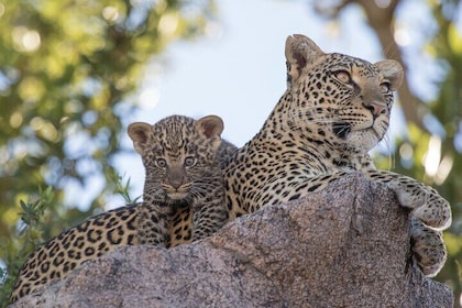 Ella to Yala Safari Tour & Drop-Off (Tangalle / Mirissa / Galle)