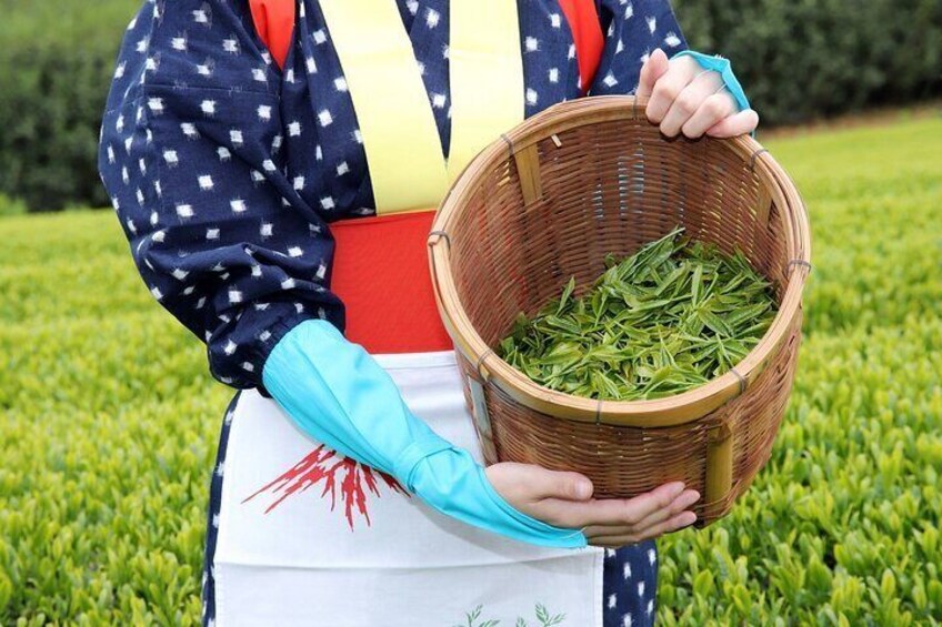 Matcha, Confections, and Traditions in Nishio From Nagoya