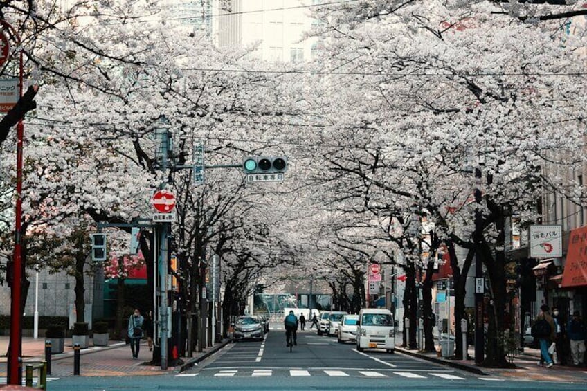 Tokyo City Private Tour