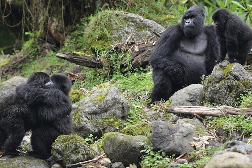 2-Day Gorilla Trekking Rwanda and Iby'iwacu Cultural Village