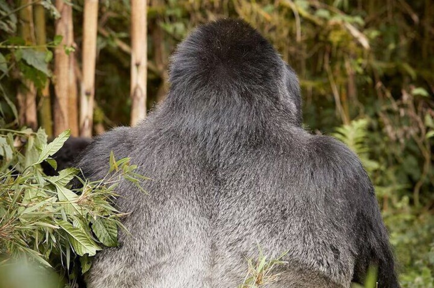 2-Day Gorilla Trekking Rwanda and Iby'iwacu Cultural Village